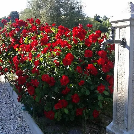Monticelli