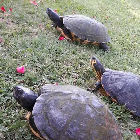 Bed & Breakfast Monticelli 3*